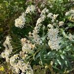 Doellingeria umbellataFlower