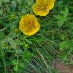 Potentilla grandiflora 花