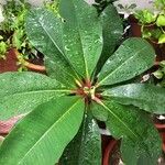 Euphorbia laurifolia برگ