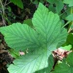 Filipendula ulmaria Blatt