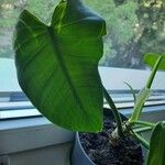 Philodendron hederaceumLehti