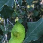Pterocarpus rotundifolius Fruit