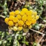 Helichrysum stoechas Fleur