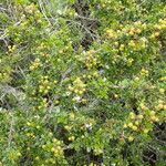 Ceanothus cuneatus Habitus