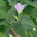 Bauhinia purpurea Ліст
