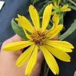 Oyedaea verbesinoides Fleur