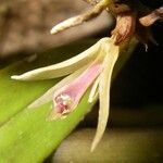 Scaphyglottis bilineata Flower