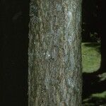 Carya illinoinensis Escorça