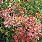 Acer opalus Агульны выгляд