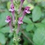 Scutellaria columnae Habitus