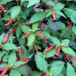 Cuphea ignea Blüte