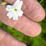 Browallia americana Flower