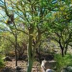 Parkinsonia praecox Облик