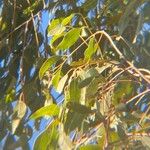 Eucalyptus tereticornis Leaf