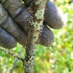 Ilex mucronata Bark