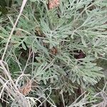 Schizogyne sericea List