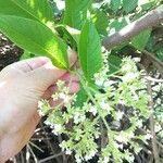 Heliotropium verdcourtii Flor
