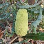 Banksia pilostylis Kukka