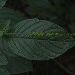 Heliotropium angiospermum Leaf