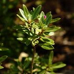 Rhododendron polycladum Fuelha