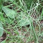 Equisetum arvense Habit