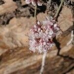Eriogonum wrightii Flower