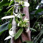 Vanilla planifolia Habit