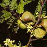 Libidibia coriaria Fruit