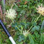 Trifolium fucatum Natur