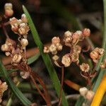 Radiola linoides Frukto