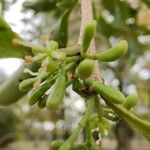 Lumnitzera racemosa Blomma