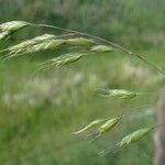 Bromus commutatus Habit