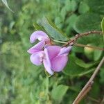 Canavalia rosea Flower