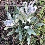 Pardoglossum cheirifolium পাতা
