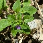 Stemodia verticillata Blatt