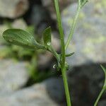 Cardamine resedifolia Lapas