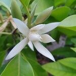 Magnolia × alba Flor