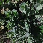Kalanchoe laxiflora 葉