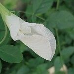 Clitoria ternatea Bloem