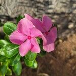 Catharanthus roseusЦветок