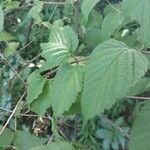 Rhodotypos scandens Fuelha