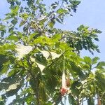 Brugmansia versicolor পাতা