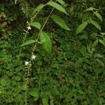 Gonzalagunia panamensis Leaf