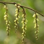 Stachyurus himalaicus Flower