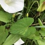 Convolvulus silvaticus Leaf