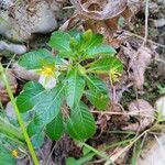 Ludwigia grandifloraYaprak