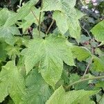 Rubus odoratus 葉