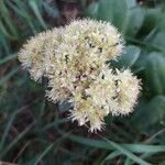 Hylotelephium maximum 花