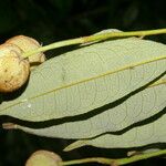 Mabea occidentalis Fruto