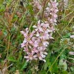 Francoa appendiculata Λουλούδι